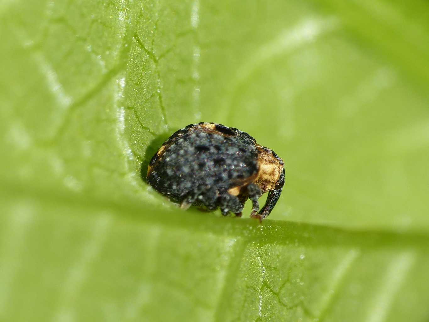 Simpatico Curculionidae vellutato: Cionus tuberculosus